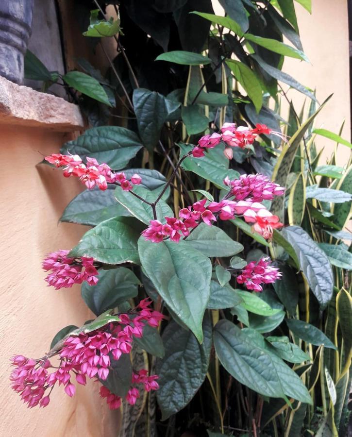 פלמייראס Recanto Villa Sao Joao מראה חיצוני תמונה